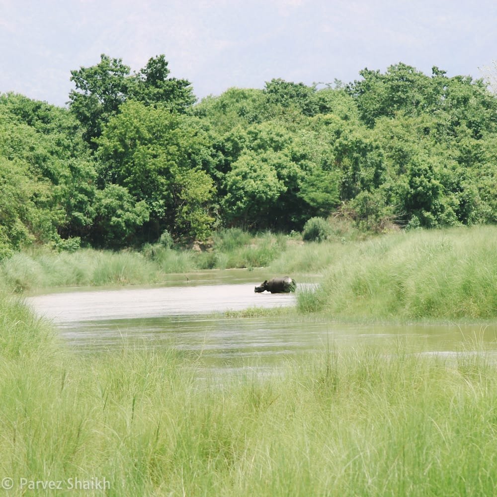 A Rhino Taking Bath at Bardia National Park Nepal