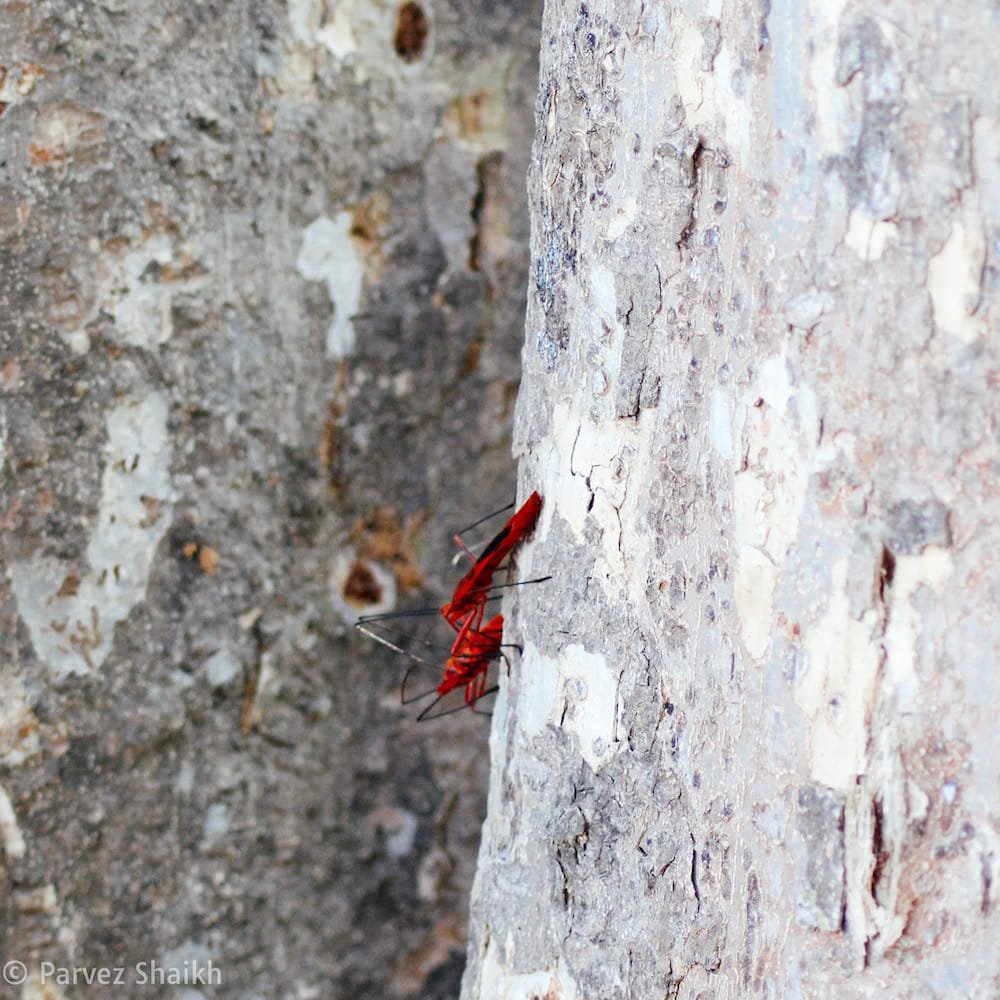 Interesting Insects at Bardia Nartional Park, Nepal