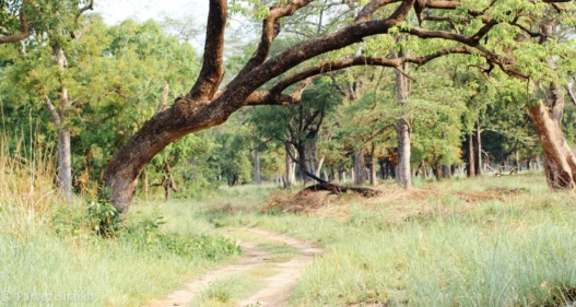 Jungle Safari at Bardia National Park