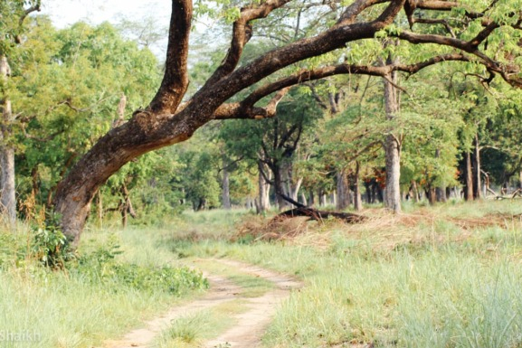 Jungle Safari at Bardia National Park