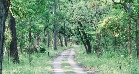 Jungle Safari at Shuklaphanta National Park, Nepal