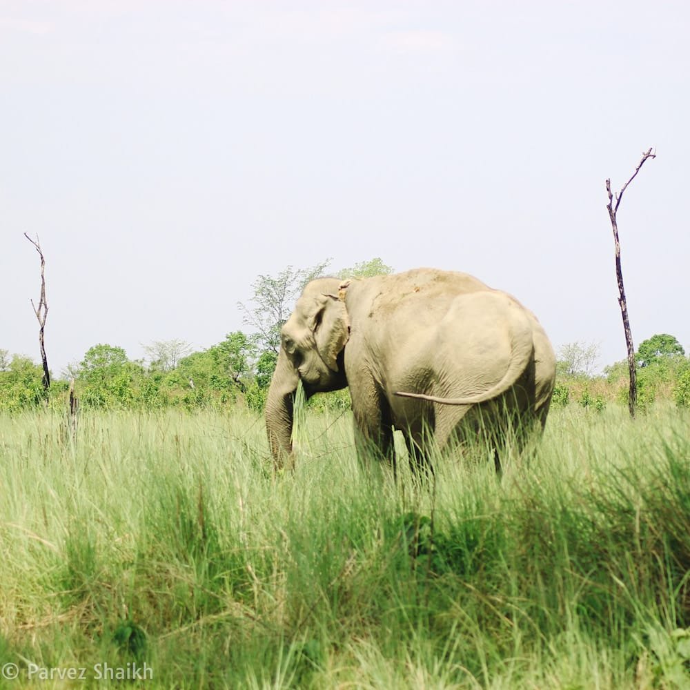 Spotted an Elephant at Bardia National Park Nepal