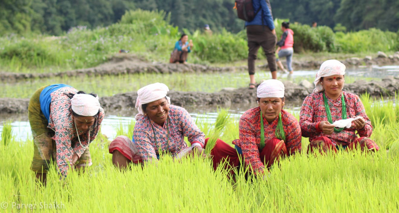 Ropain - The Rice Planting Festival In Nepal