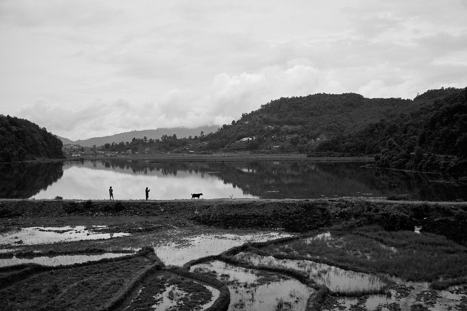 Rice fields near Begnas Lake, Kaski, Nepal