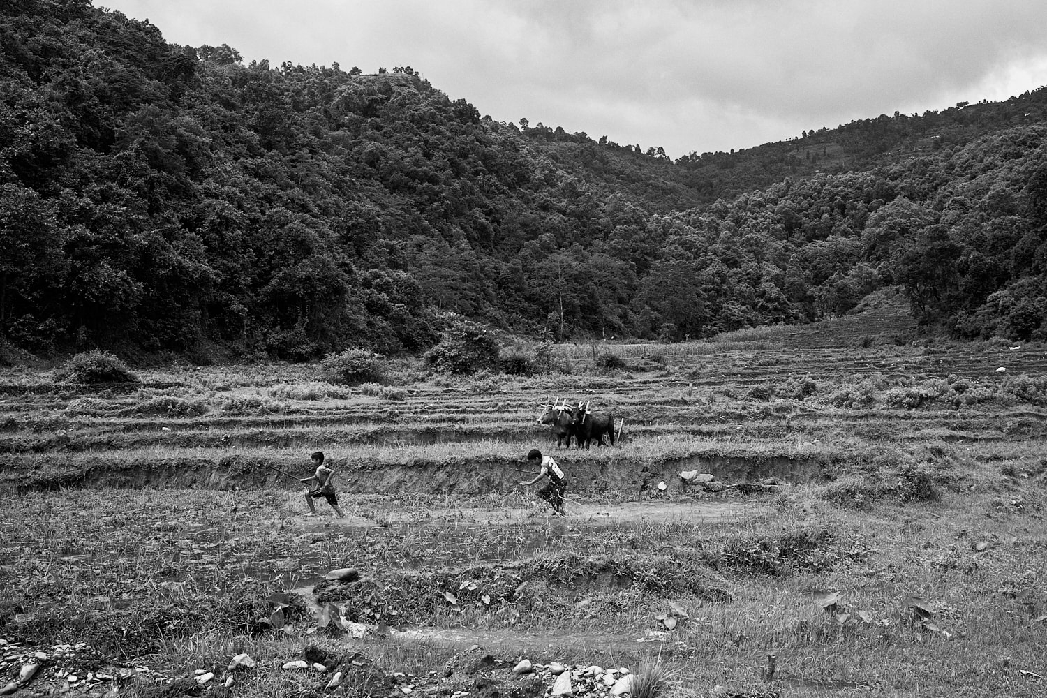 Kids play in a rice field in Leknath as bullocks rest in the background