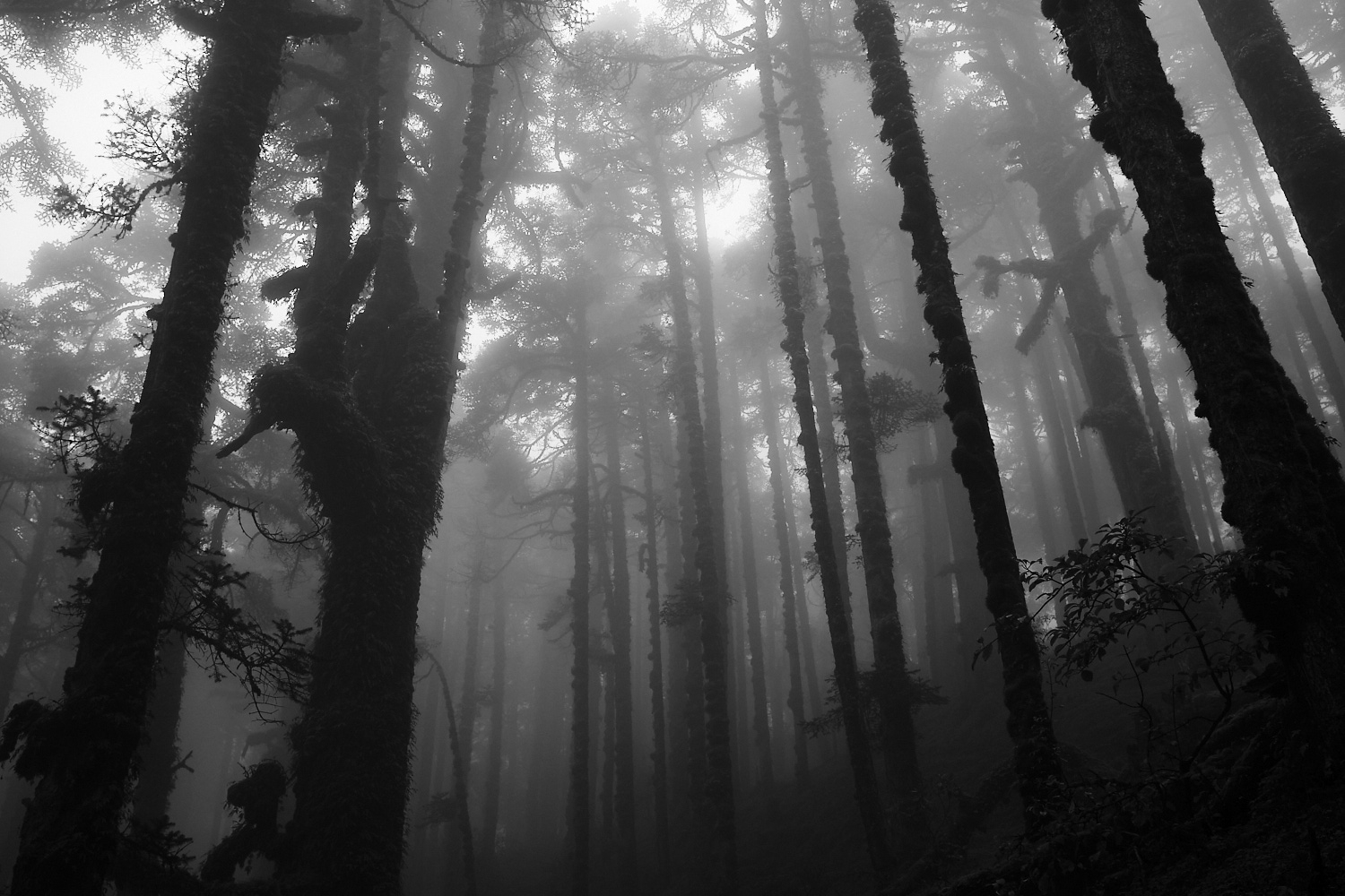 Walking though the foggy forest