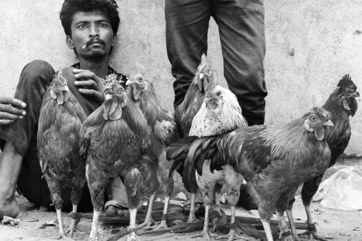 A man selling chickens at Ahmedabad's Sunday market