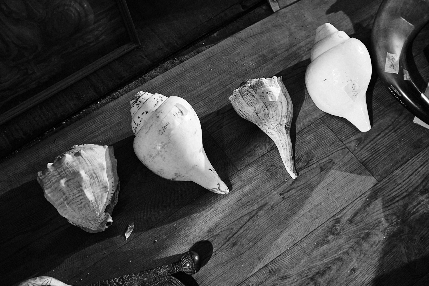 Shankha or conch shells
