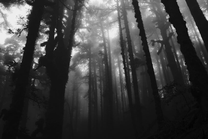 Into the Woods fine art black and white photographic print