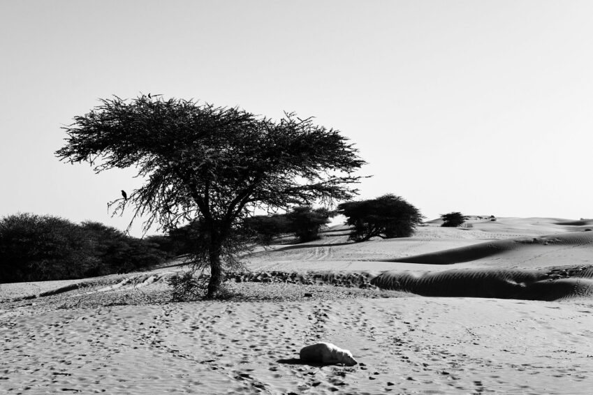 Melancholic fine art print of morning in thar desert